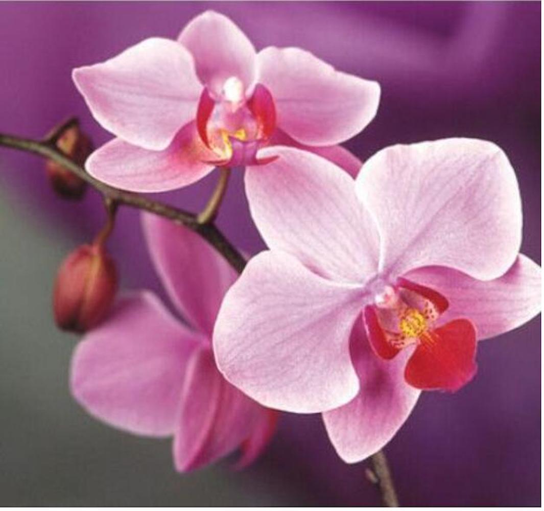 20 SEED PACK for Germination of Exotic ORCHID rare house plant flower garden