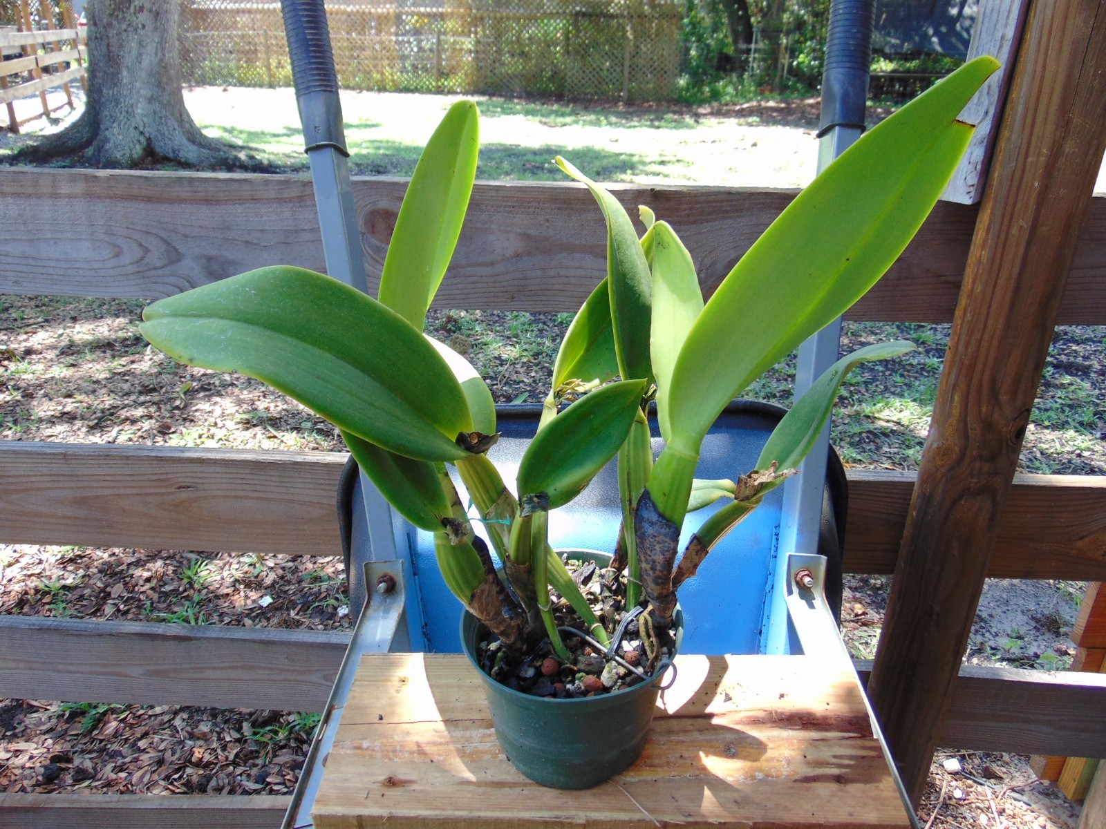 NO TAG Catlleya Hybrid 2 SHEATHS 6″ pot LARGE PLANT
