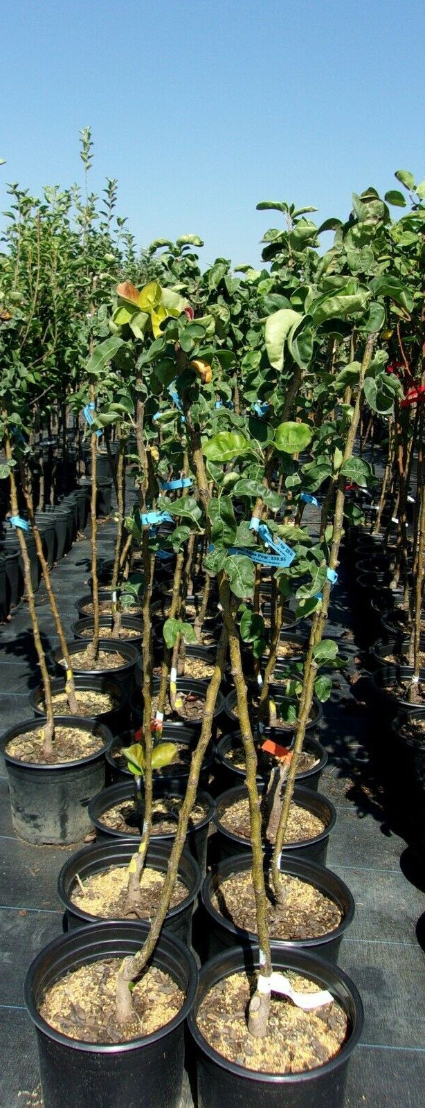 SHINSUI ASIAN PEAR 8-9 FT Tree New Plant Healthy Sweet Fruit Trees Pears Plants