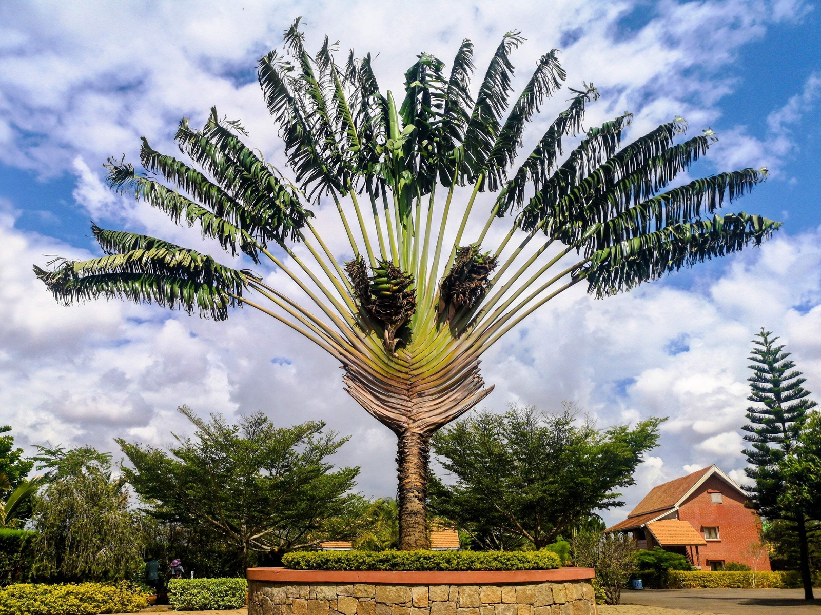 10 TRAVELLER’S PALM TREE Ravenala Madagascariensis Flower Houseplant Seeds