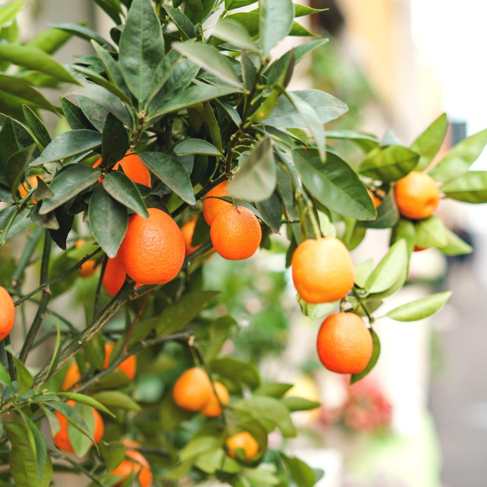 Malayan Kumquat UF READ In Full Collector Tree