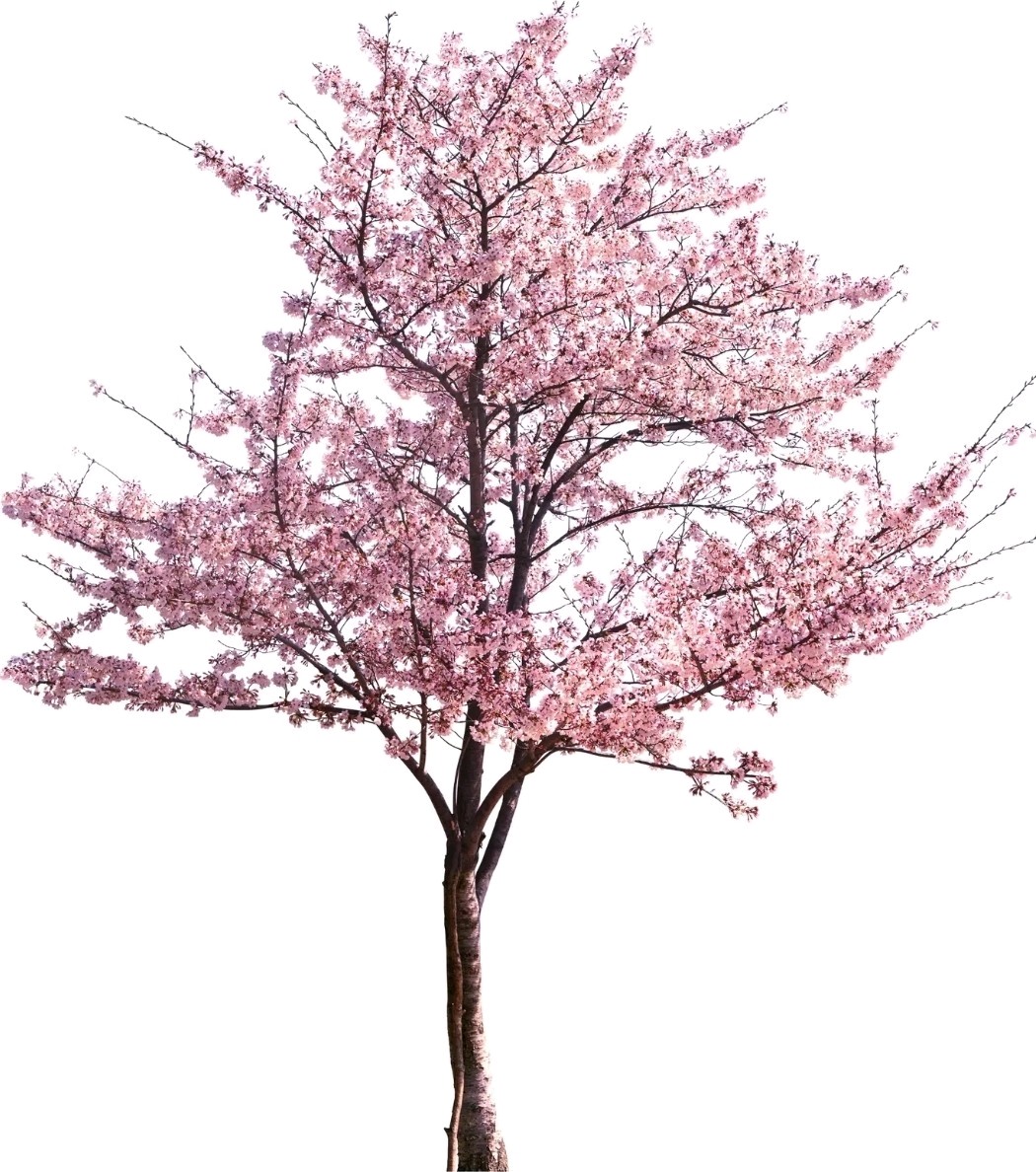 100 AMERICAN PLUM TREE SEEDS (Prunus americana) Fast Flower Plant high quality