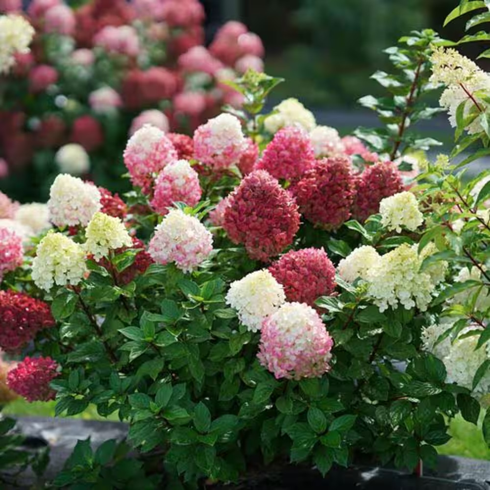 4.5 In. Quart Little Lime Punch Panicle Hydrangea (Paniculata) Live Plant, Shrub