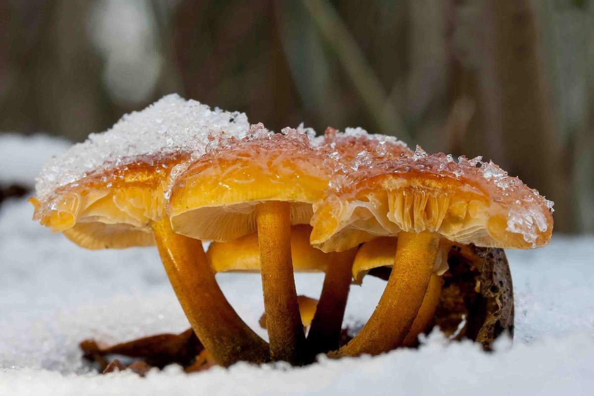 Seeds Honey Mushroom Winter Mycelium Spawn Dried Spores Organic