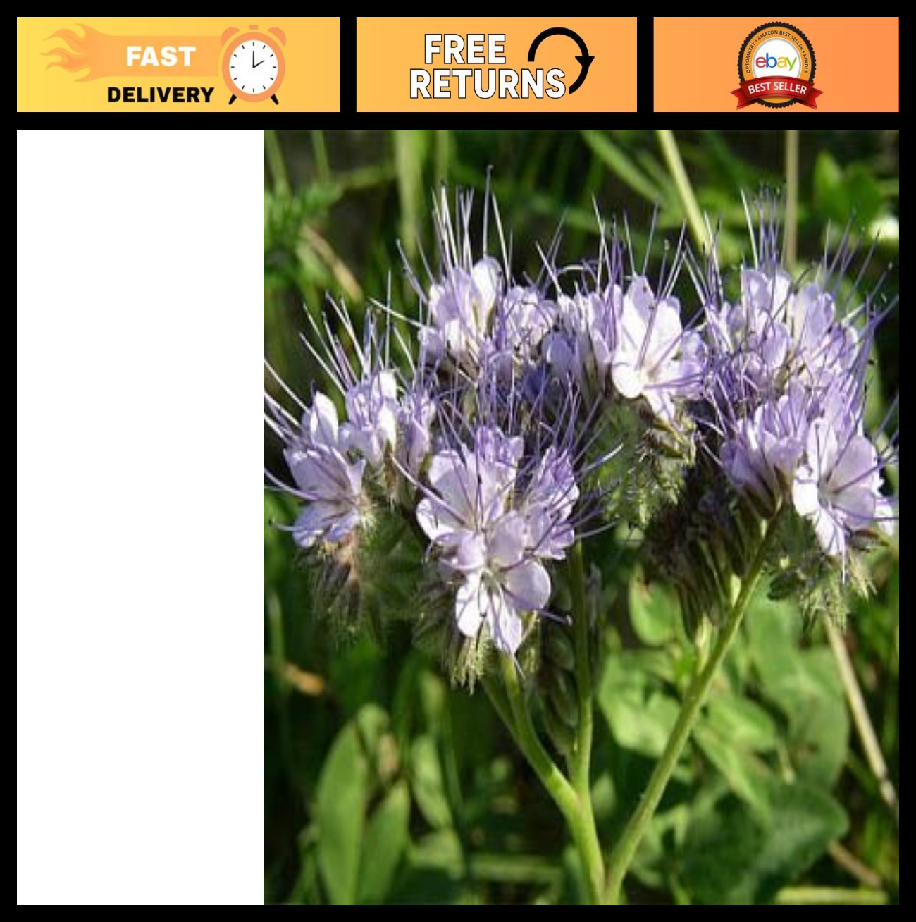 5000 Pcs Lacy Phacelia Seeds – Drought-Tolerant Wildflower for Pollinator Garden