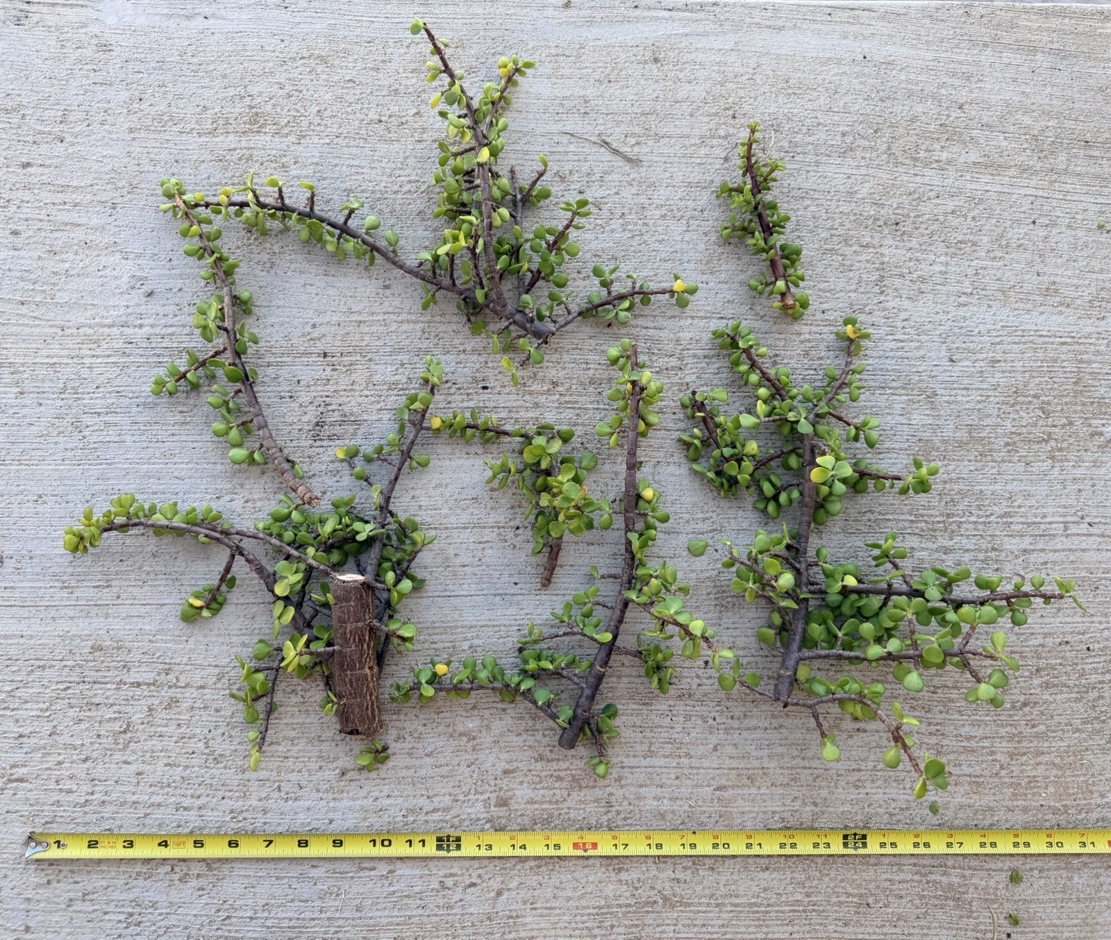 Sale**EXACT Portulacaria Afra cuttings 7 pack Easy 5”-11” tall Spekboom Bonsai