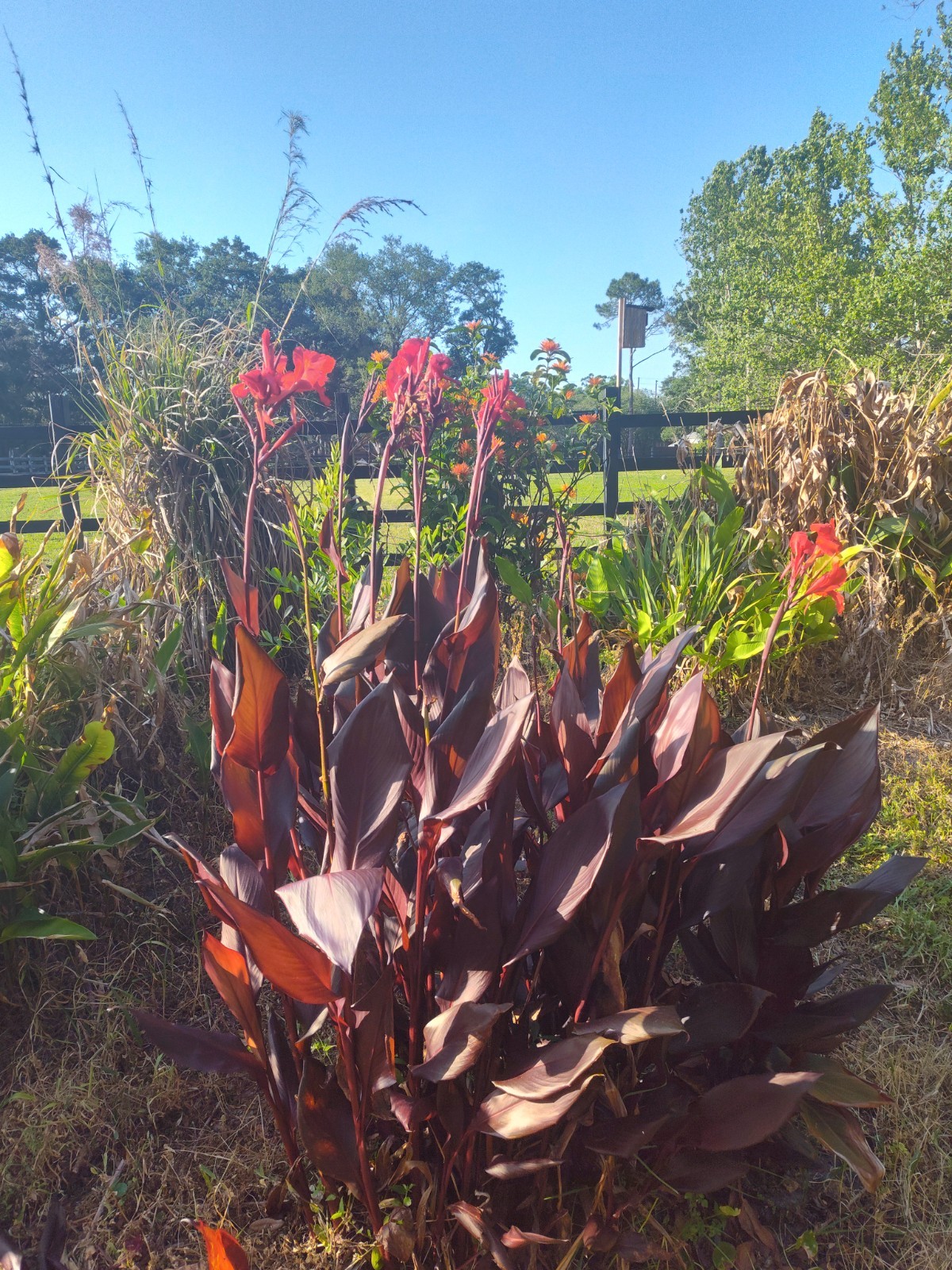 3 Tropicana Black Canna Lily Rhizome Bulb Red Blooms So Easy Fast Grower