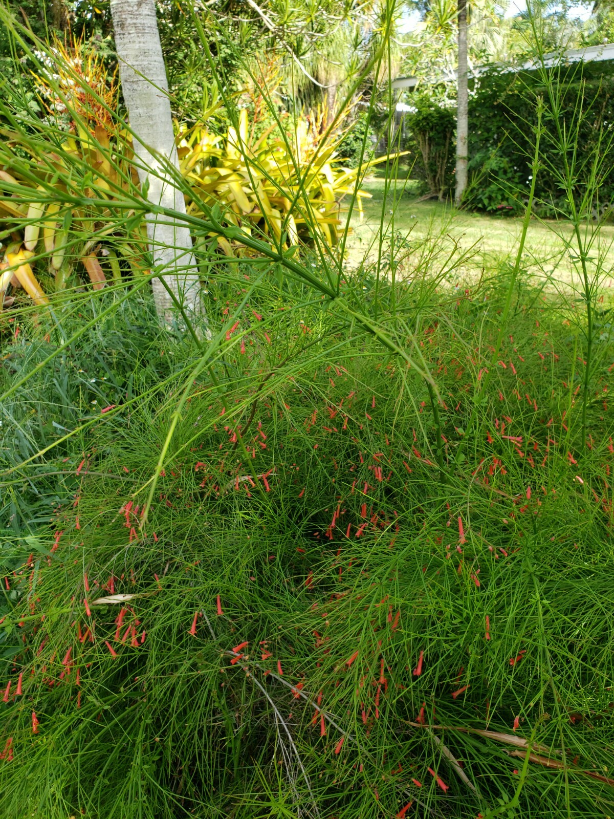 FIRECRACKER FERN Red Flowers Bush Low full green Ground Cover – 10 Cuttings