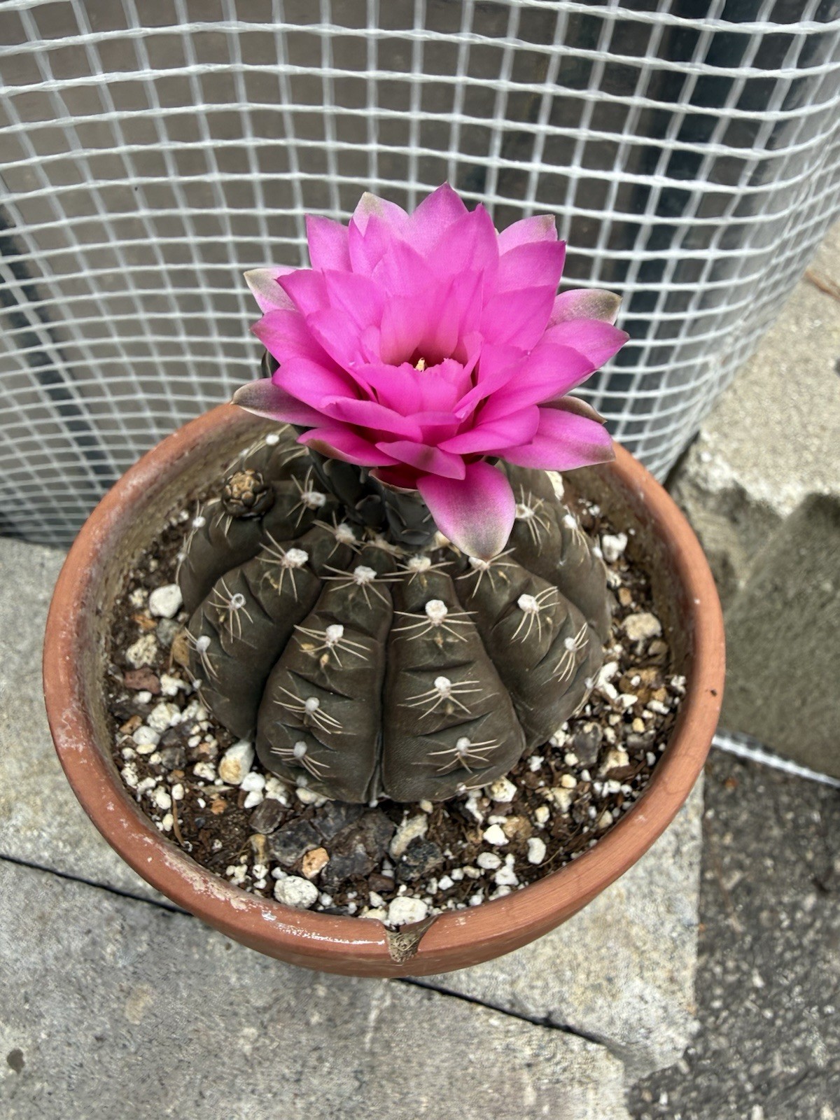 Gymnocalycium ragonnesei Hybrid Deep Pink Flowers