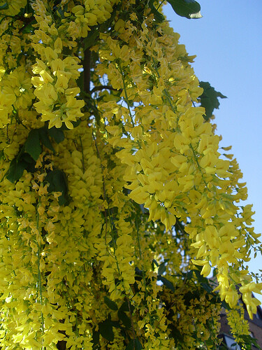 Laburnum Anagyroides Tree 20 Seeds, Hardy Flowering Golden Chain Tree Hedge