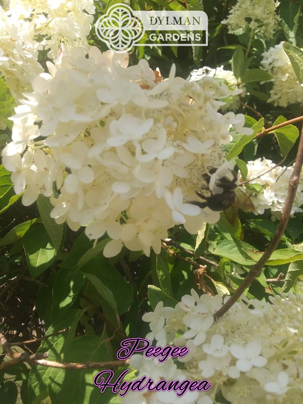 Peegee Hydrangea Tree/Shrub (Hydrangea paniculata ‘Grandiflora’) Multiple Sizes
