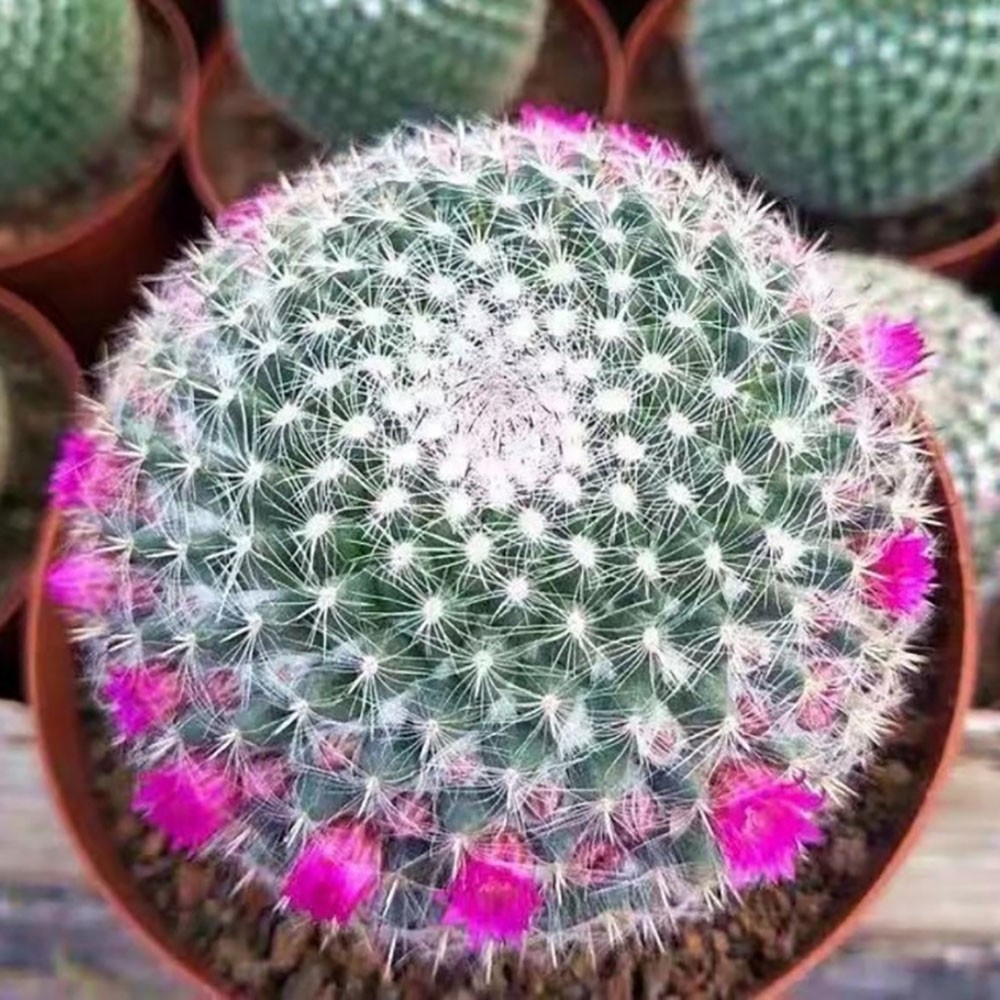 Mammillaria hahniana Old Lady Cactus Cactiand exotica Rare Succulent Plant
