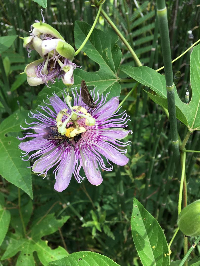 25 + SEEDS PURPLE PASSION MOLLYPOPS MAYPOP VINE USA Seller