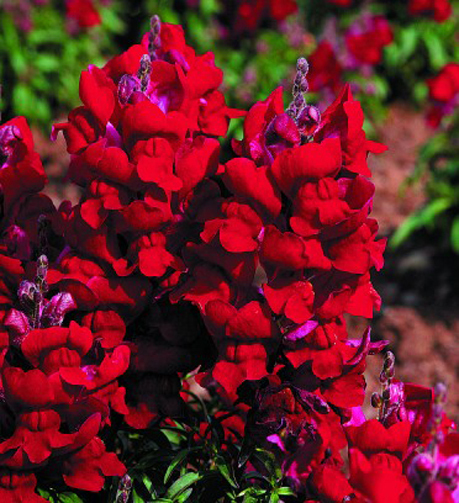 Antirrhinum majus maximum Ruby 30 seeds
