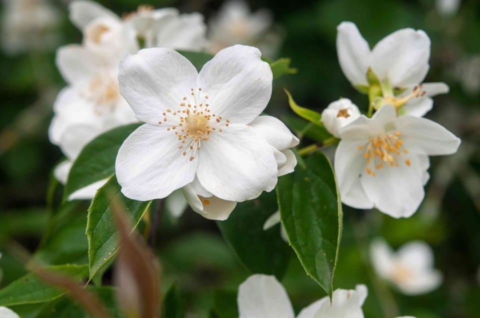 5 Mock Orange (Philadelphus) Cuttings 10” Organic Non-GMO Unrooted