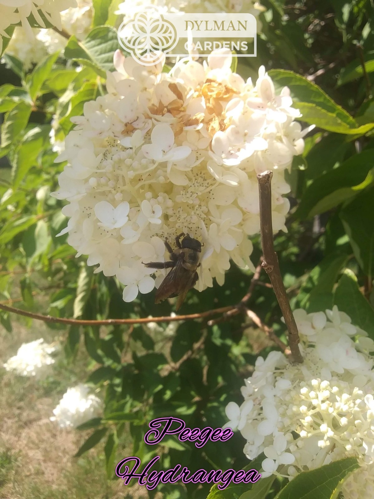 Peegee Hydrangea Tree/Shrub (Hydrangea paniculata ‘Grandiflora’) Multiple Sizes