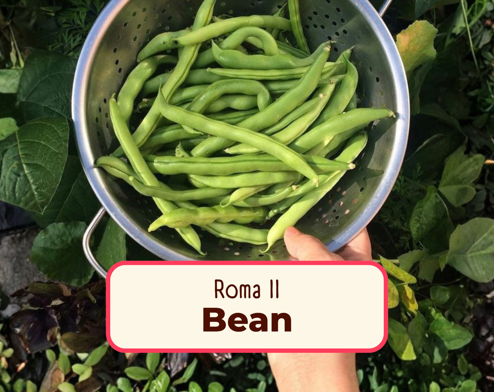 25+ Bush Bean Seeds ‘Roma II’ | Heirloom, Non-GMO, Vegetable Gardening Seed, USA