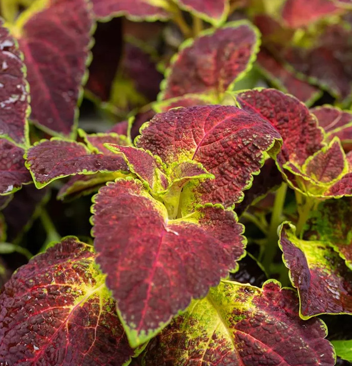 Set 3 Dipt In Wine Coleus Live Plant – 3-6″ Tall – Colorful Foliage for Garden