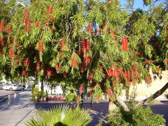 Callistemon Viminalis 500+ Seeds, Ornamental Weeping Bottle Brush Tree, Bonsai