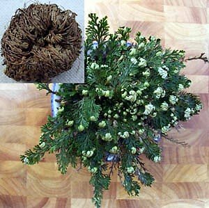 Rose of Jericho Resurrection Fern – Selaginella lepidophylla