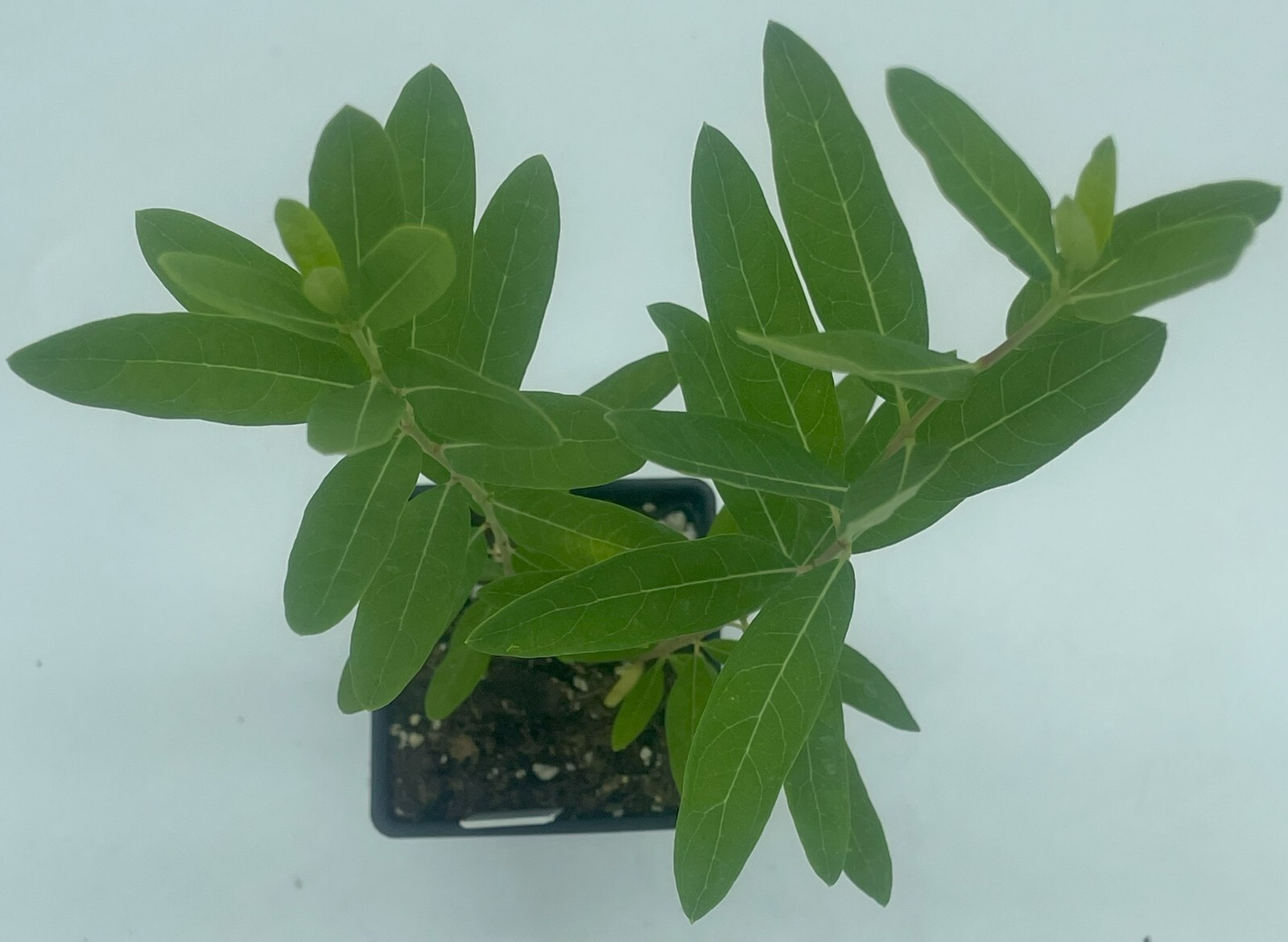 Dogbane Live Plant 3″ Starter Pot – Apocynum Cannabinum