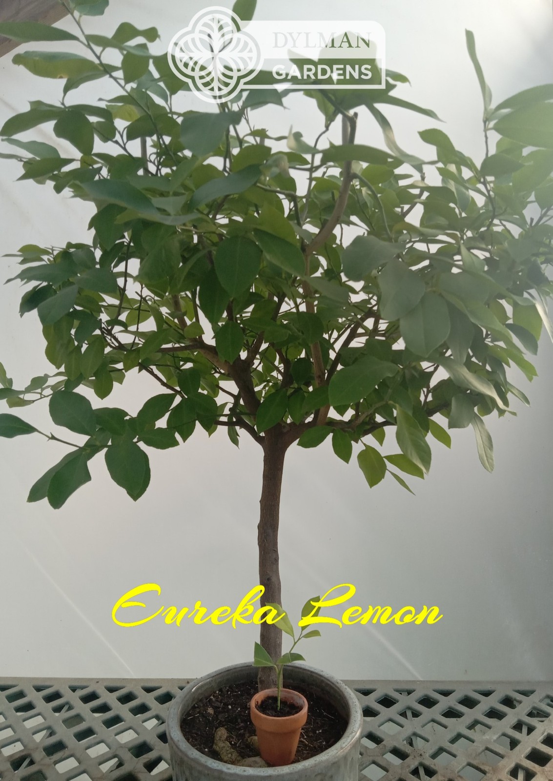 Eureka Lemon Tree (Citrus limon ‘Eureka’) – Multiple Sizes – Live Citrus Tree