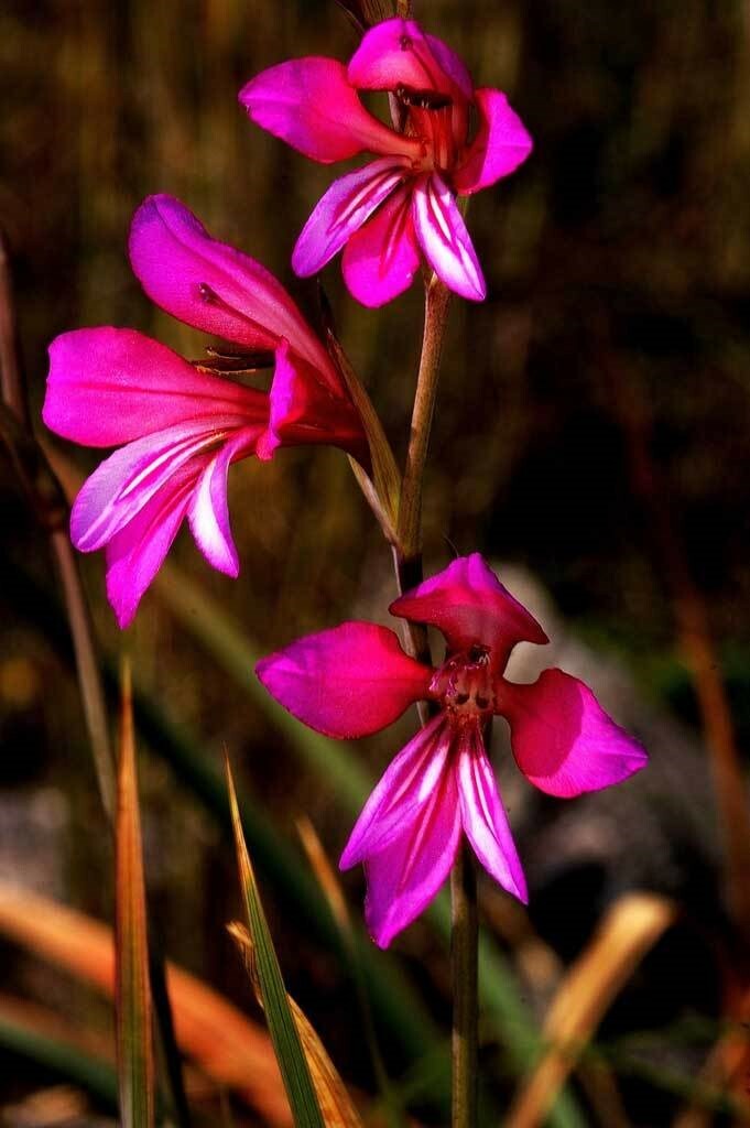 Gladiolus illyricus | Wild Gladiolus| 10_Seeds