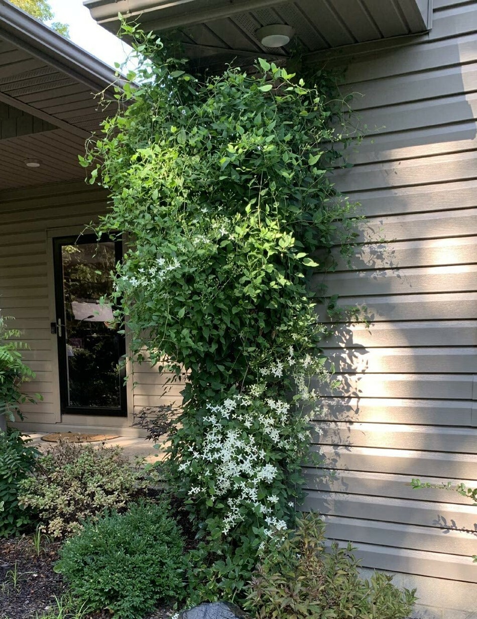 Clematis Love Blooming Virginiana Fall Vine Very Hard Garden Live Plant 2.5″ Pot