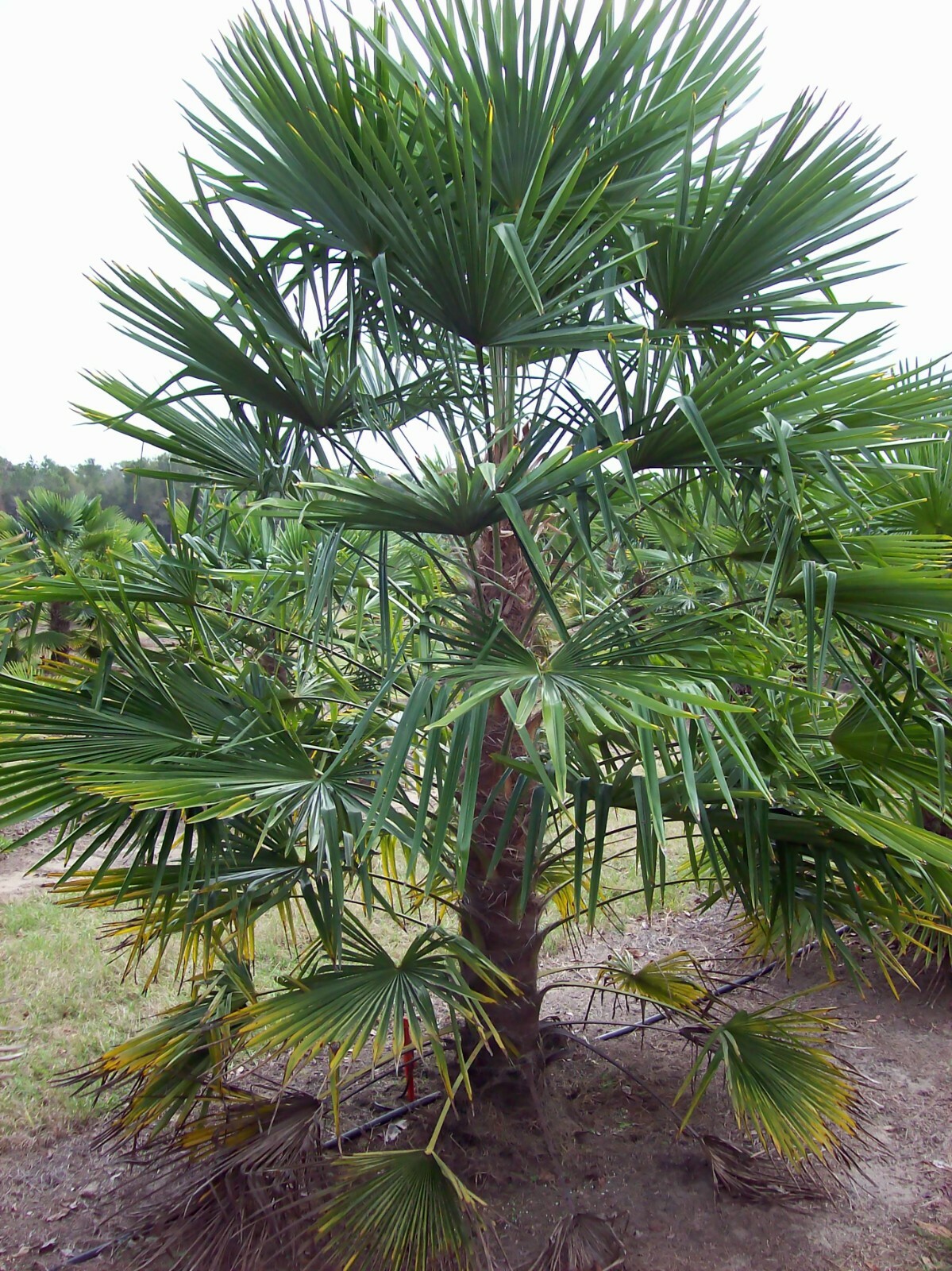 Windmill Palm, Trachycarpus fortunei, Tree Seeds