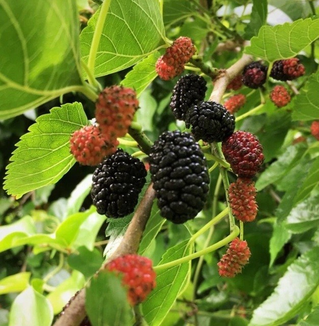 Live Mulberry Tree Well Rooted 1 -4 yo+ Plant | Free shipping | USA Seller