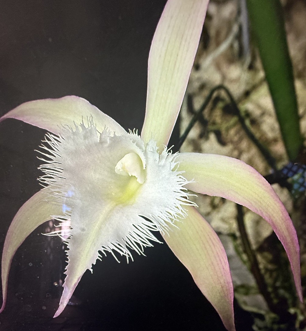ORCHID PLANTS Bra David Sanders 2 stem rooted division no pot