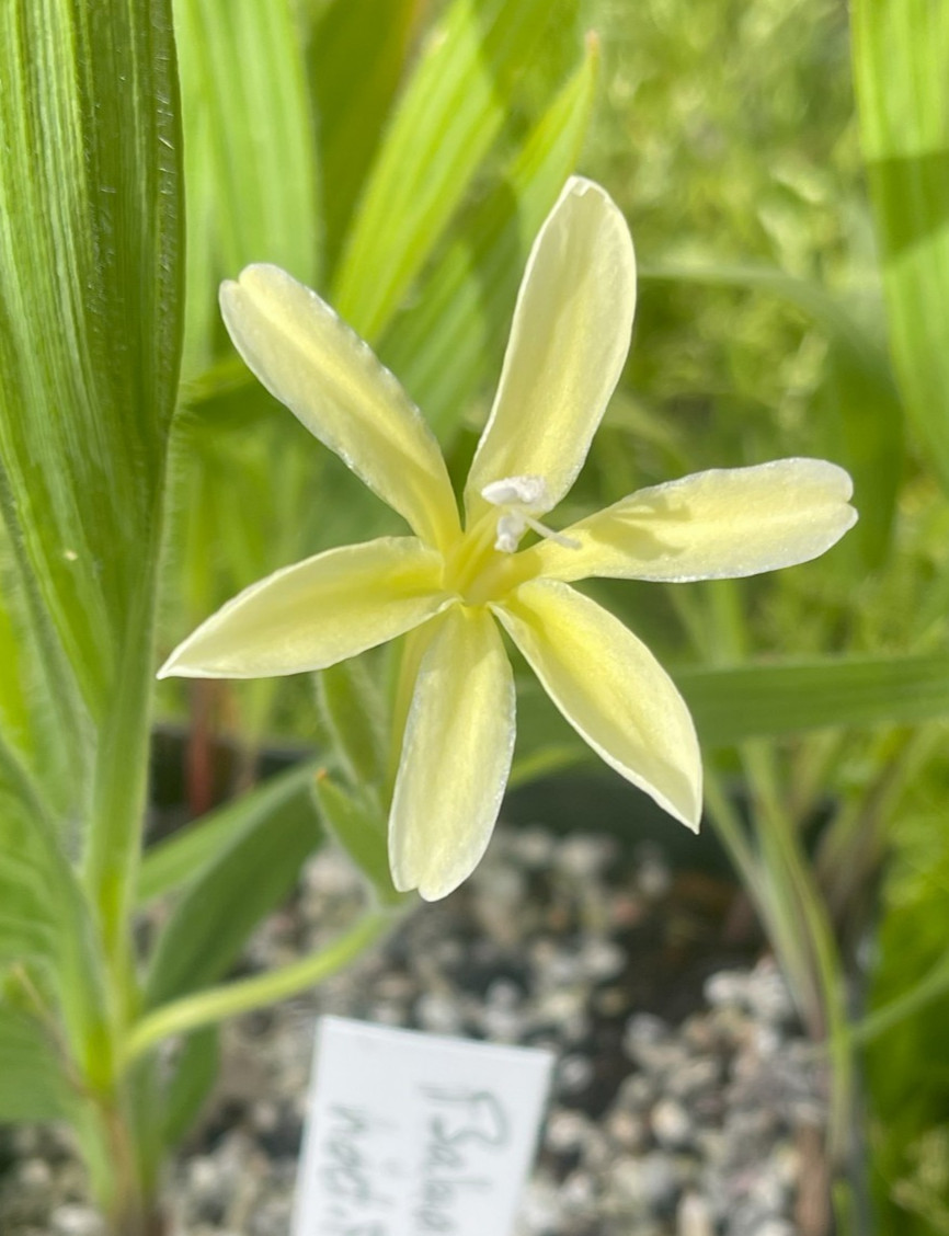 Bulbs A, CHOOSE 2: Babiana noctiflora, Gladiolus alatus, Moraea comptonii, more