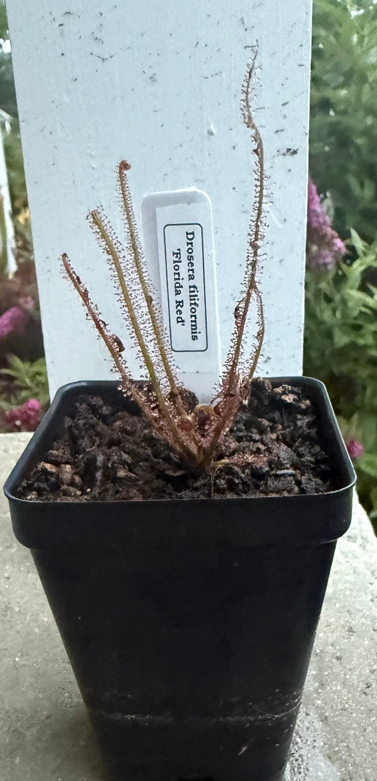 Drosera filiformis ‘Florida Red’ Thread-leaf Sundew