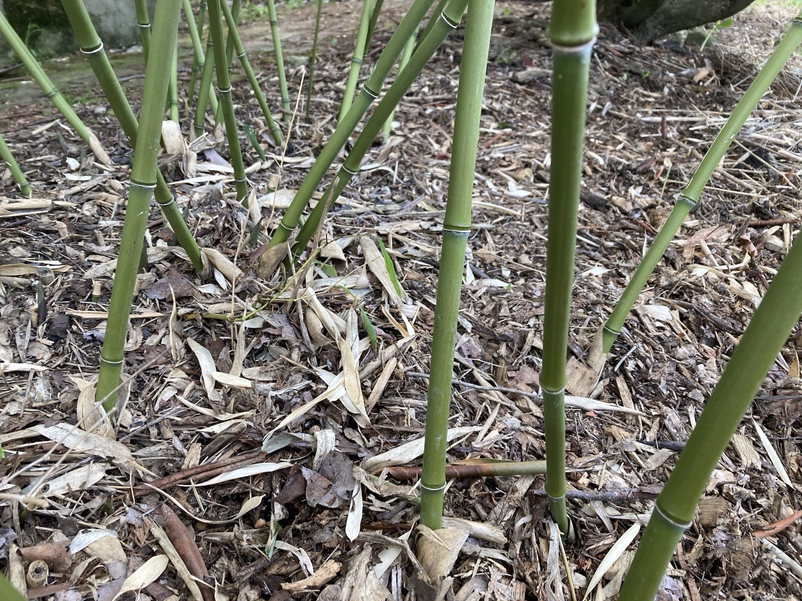 Phyllostachys bissetii Bissett’s Bamboo Cold Hardy Zone 5 Bamboo Rhizomes 3 Ct.