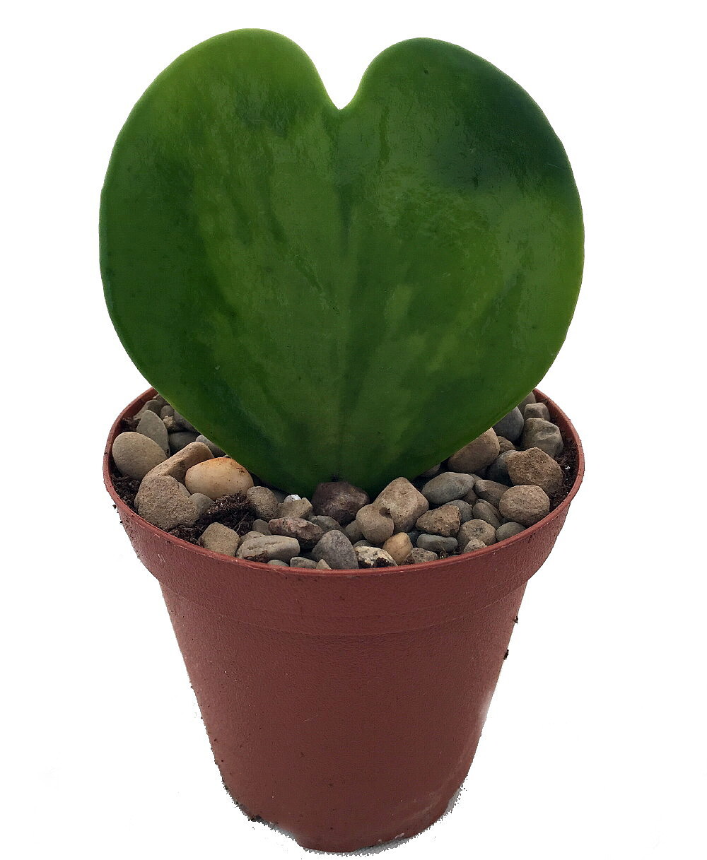 Amazing Sweetheart Waxplant – Hoya kerri – Easy to Grow House Plant – 2″ Pot