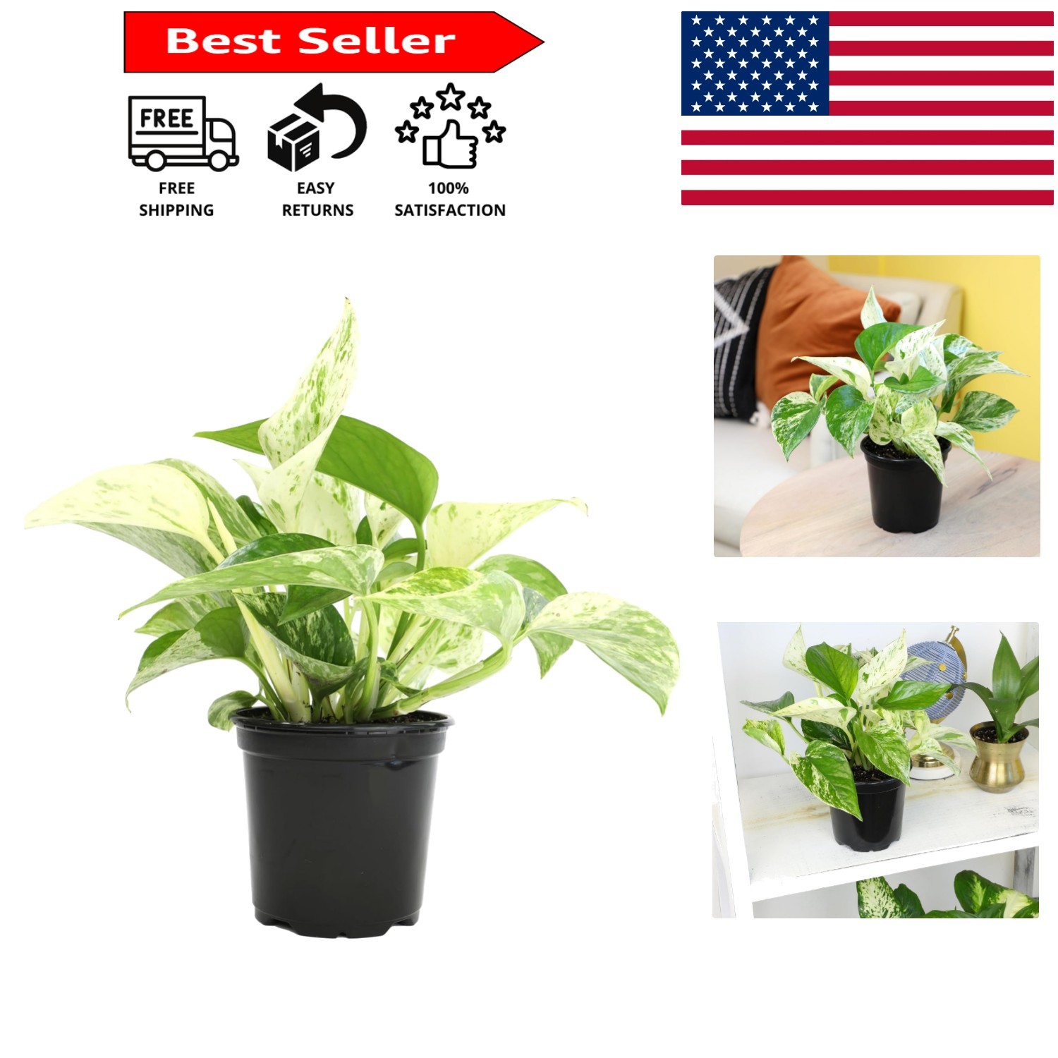 Beautiful 4″ Marble Queen Pothos – Air-Purifying, Perfect for Any Space