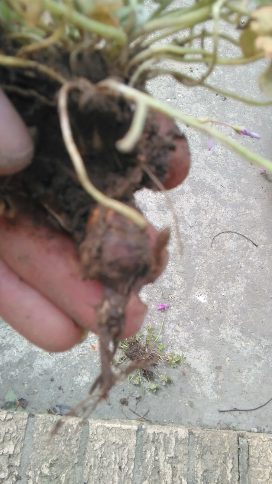 20 Pink Oxalis Wood Sorrel Bulbs- Fresh & Ready To Plant