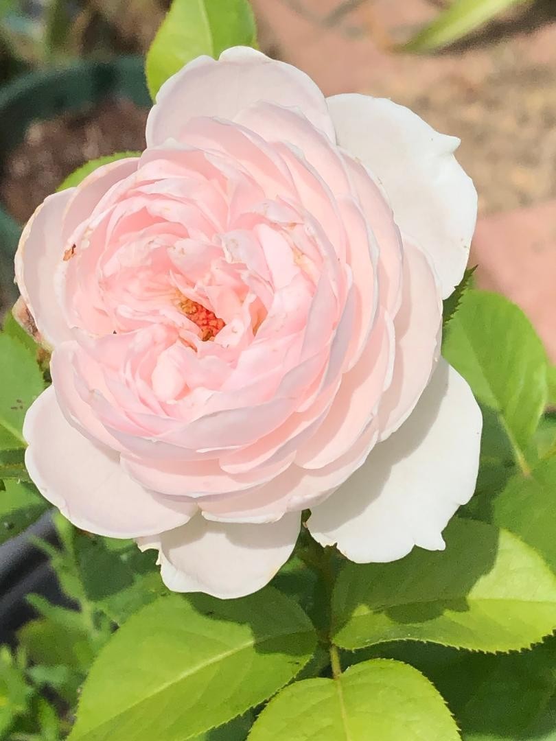 Very Fragrant Rosa Earth Angel Parfuma Shrub Rose – 3 Cuttings 6-8″ Long