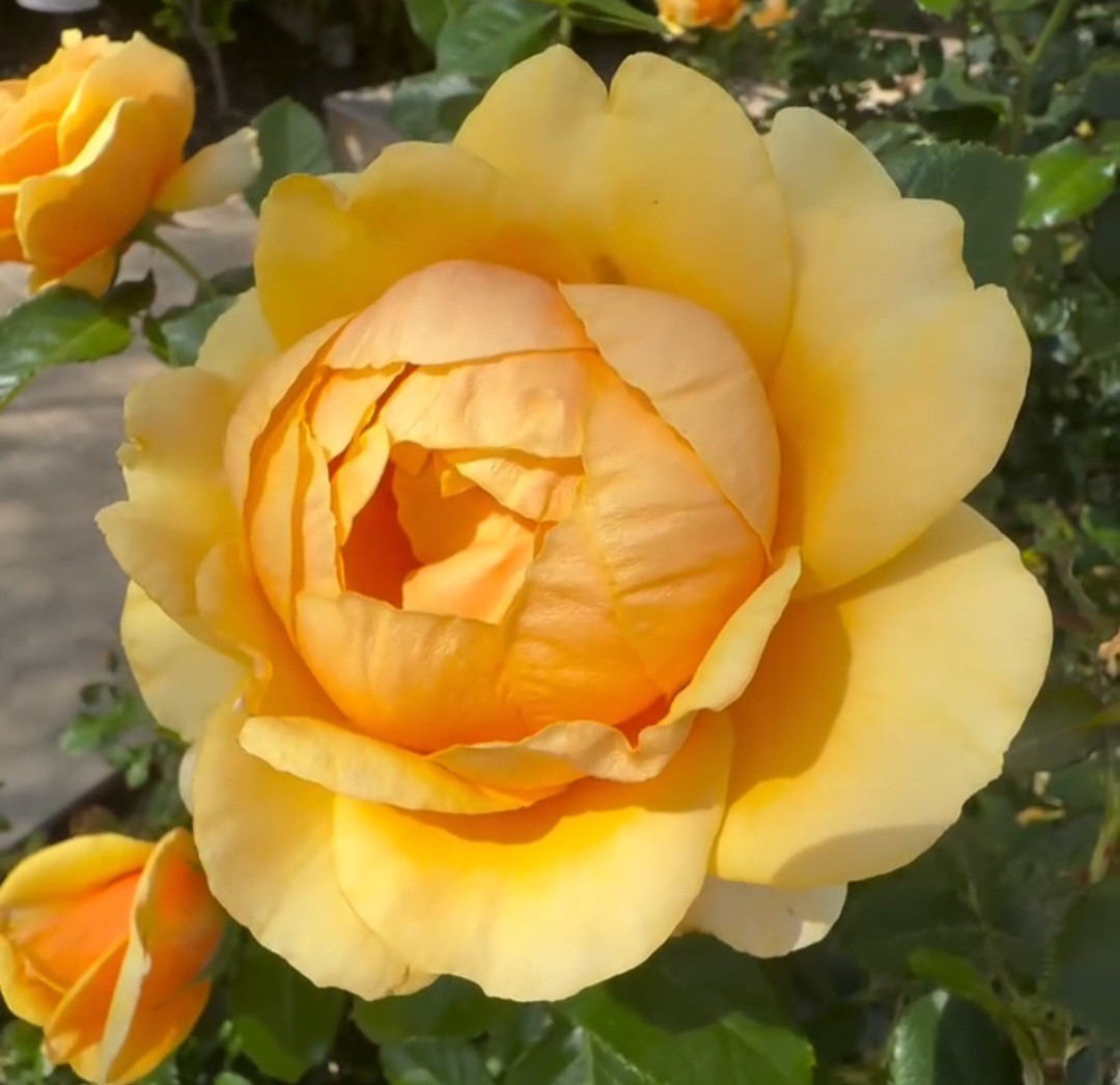 ROSE UNROOTED YELLOW CUTTINGS 3 Fresh Cuttings 5-8″ LONG PLEASE READ DESC