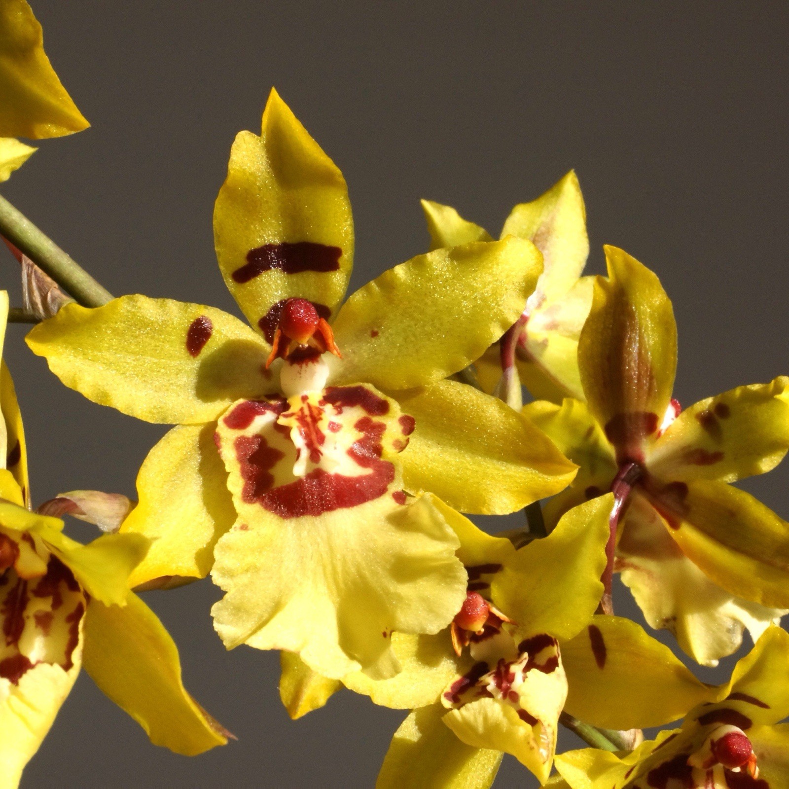 ORCHID PLANTS Onc Wild Cat 1 bulb bare root no pot