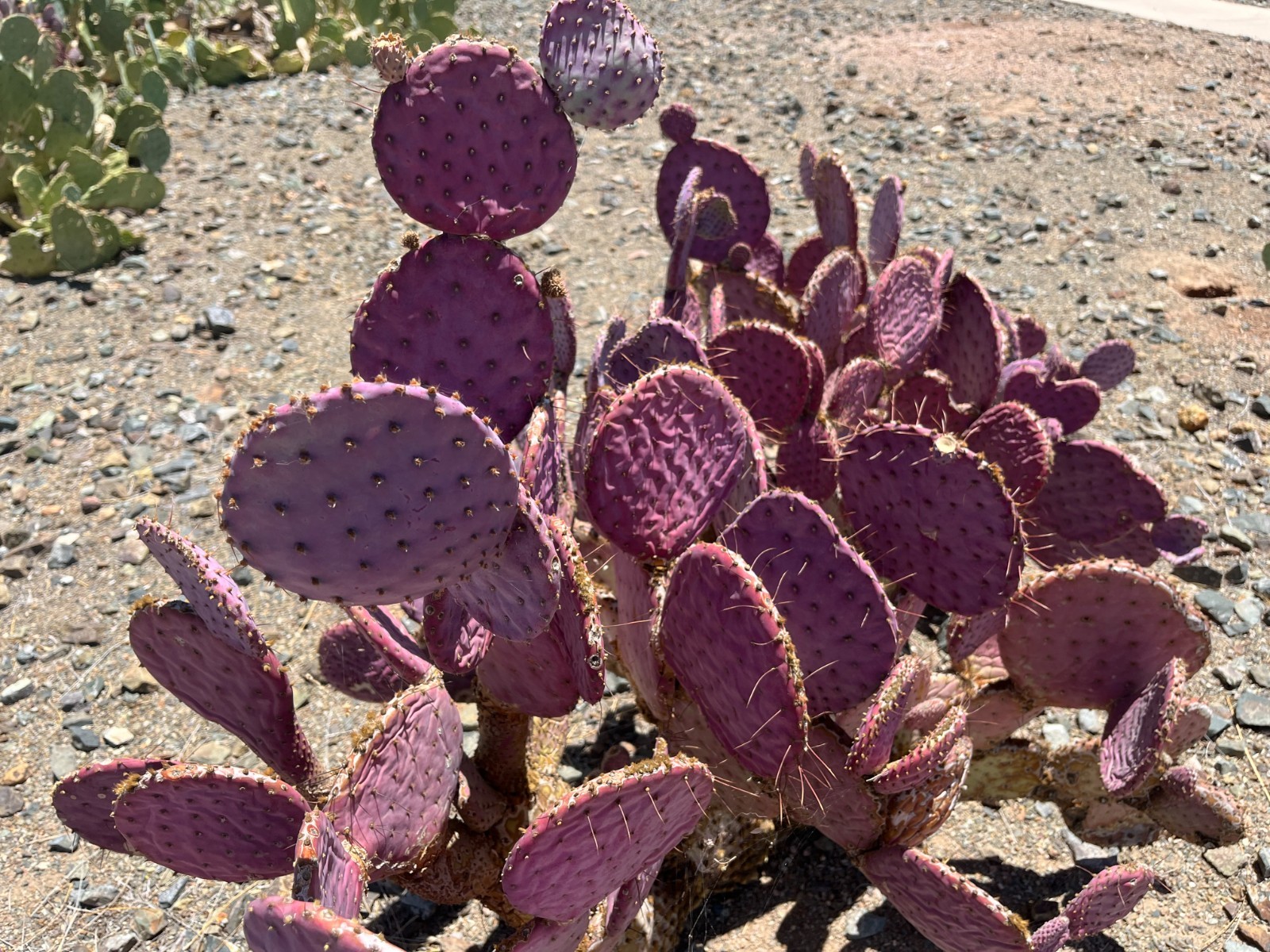 2 Santa Rita Purple Prickly Pear Cactus Opuntia Violacea 5-6″ 12.99 in Arizona.