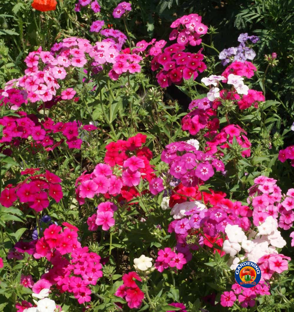 250 Mixed Drummond Phlox Drummondii Flower Seeds