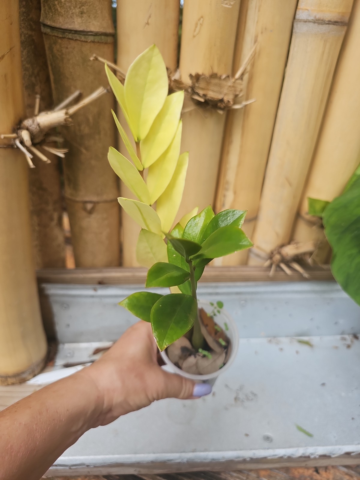 ZZ Plant Chameleon Zamioculcas zamiifolia Rare Color Changing Variegated 3″ Pot