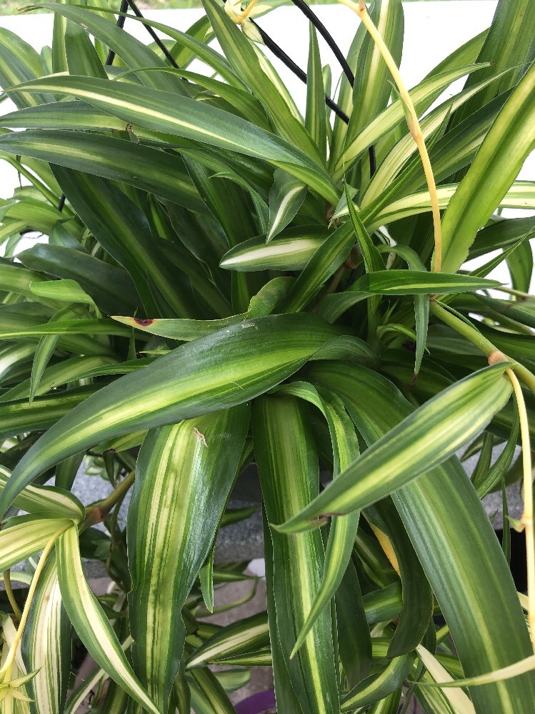 3 Hawaiian Spider Plants Babies, House Plant, Outside Porch/Patio, Baskets