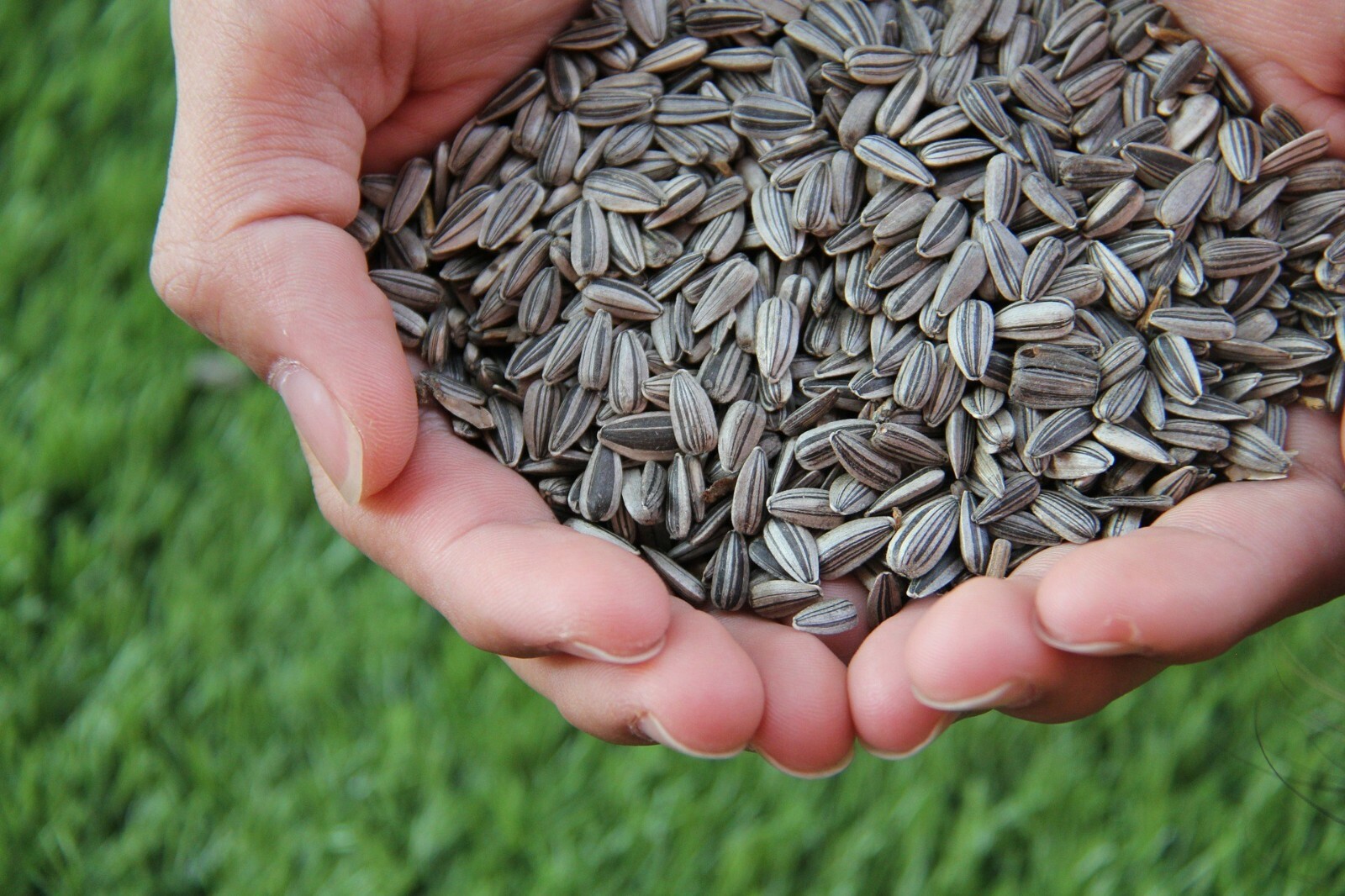 Peredovik Black Oil Sunflower Seed Wildlife Bird Game Deer Plot Forage Seeds 3LB