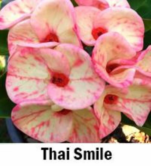 *THAI SMILE*Crown Of Thorns-Euphorbia Milii*CHRIST PLANT**STARTER PLANT