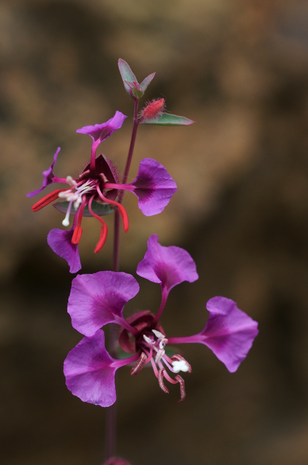 1,000 MOUNTAIN GARLAND Seeds (Clarkia unguiculata) | NON-GMO | Free shipping