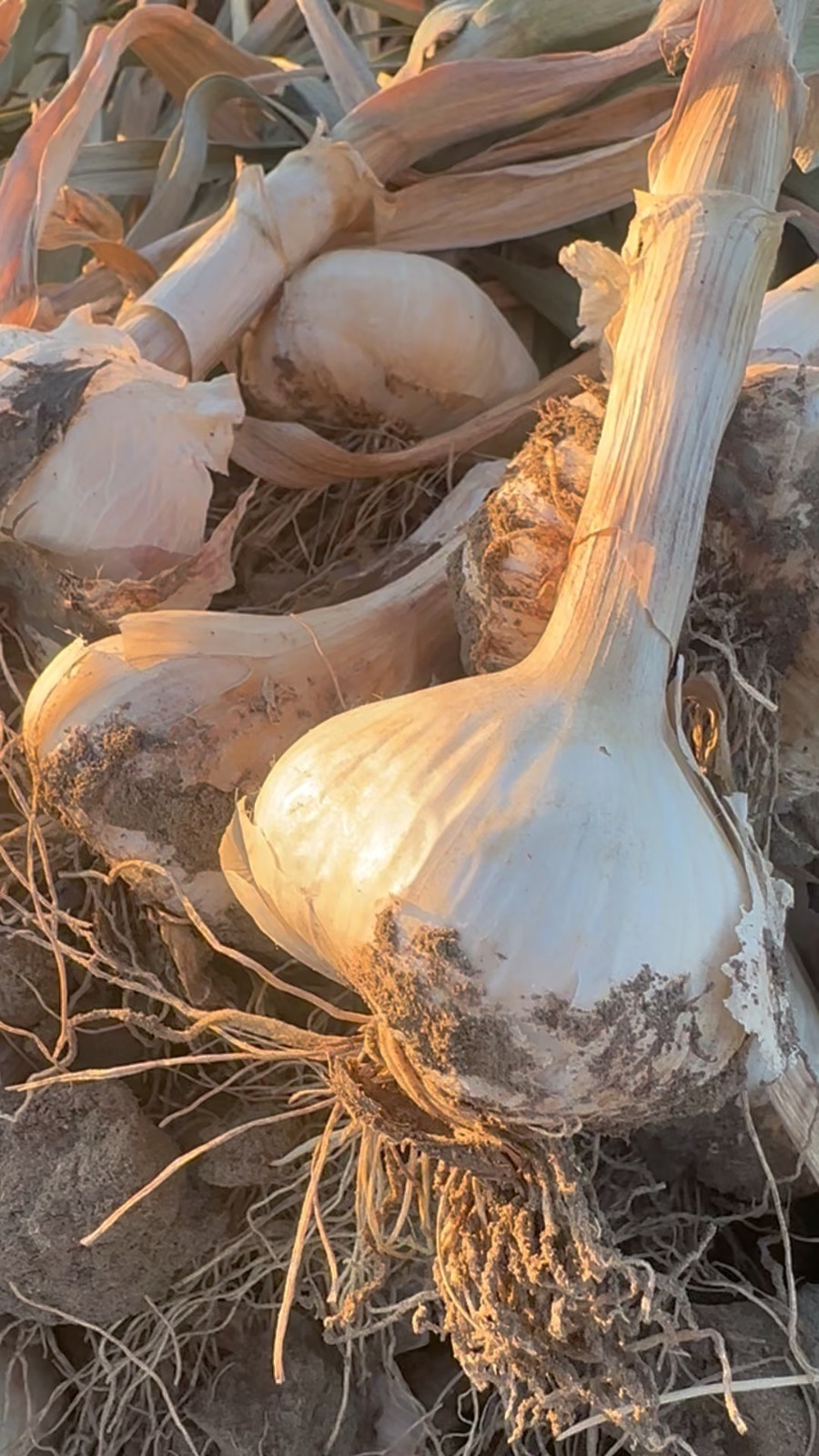 USDA Organic Romanian Red Garlic Bulbs | Spicy Gourmet Garlic | California Grown