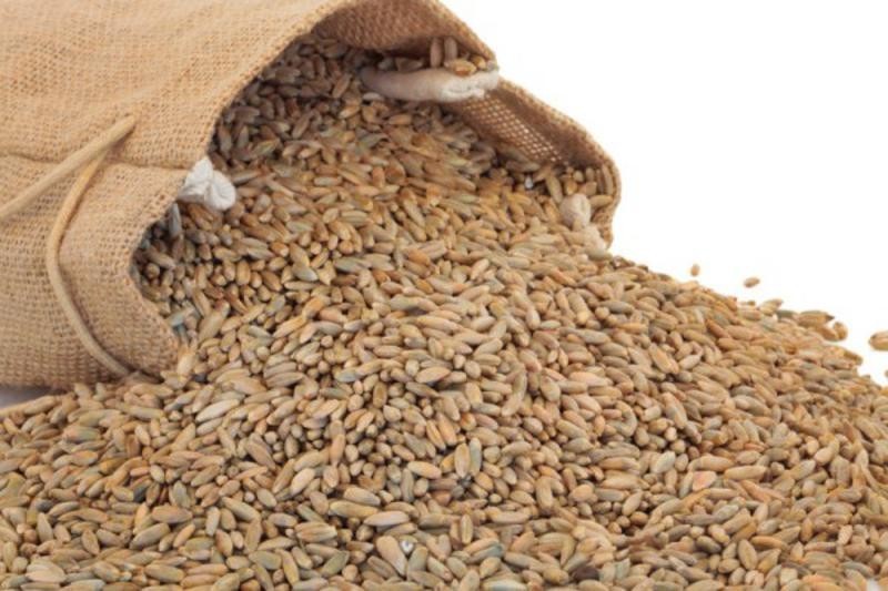 Annual Rye Grass Seed, (5 lb. Pack), Grass Seed, Cool Season Gulf Rye Grass Seed