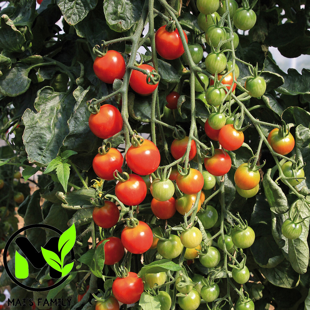 TOMATO CHERRY – SUPERSWEET 100 Seeds – BIO/ORGANIC